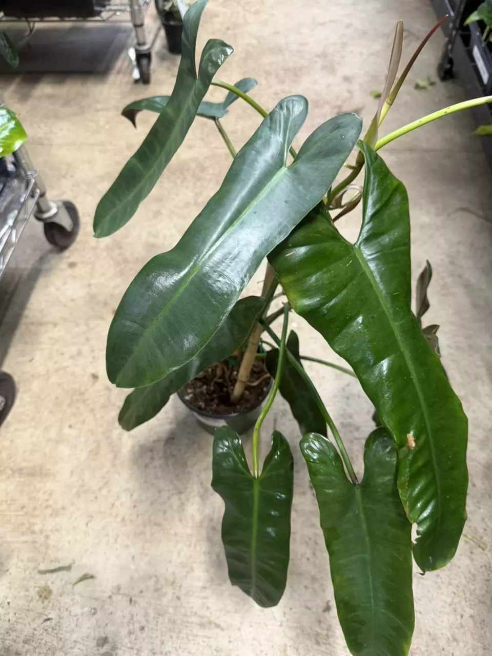 plant/Philodendron Billitiae 6”-1