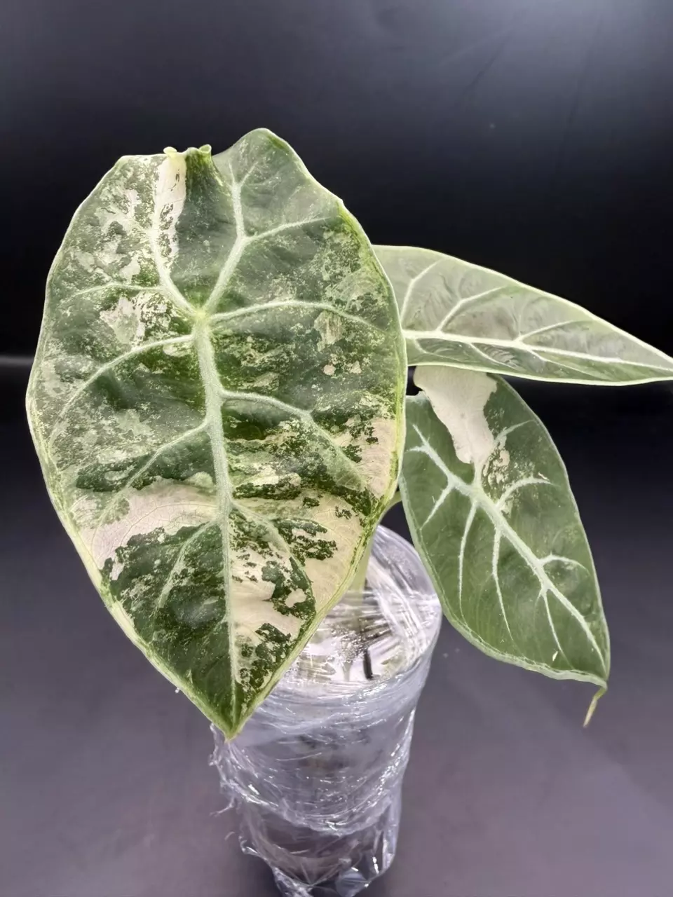 plant/Alocasia Watsoniana Variegated Pup (TC)-0