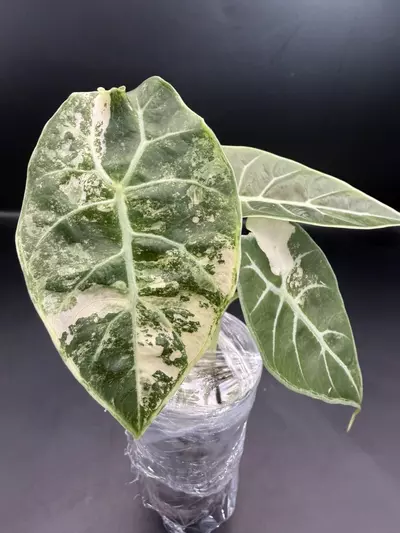 plant/Alocasia Watsoniana Variegated Pup (TC)-0-thumbnail