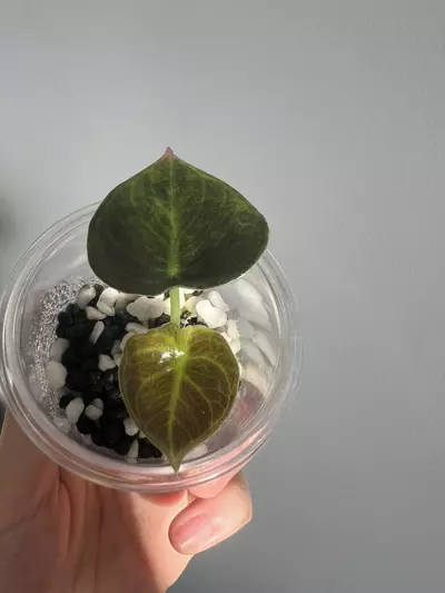 plant/Aurea sedenii-1-thumbnail