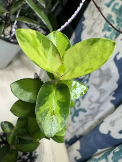 plant/Hoya Cummingiana Inner Variegated-0-thumbnail