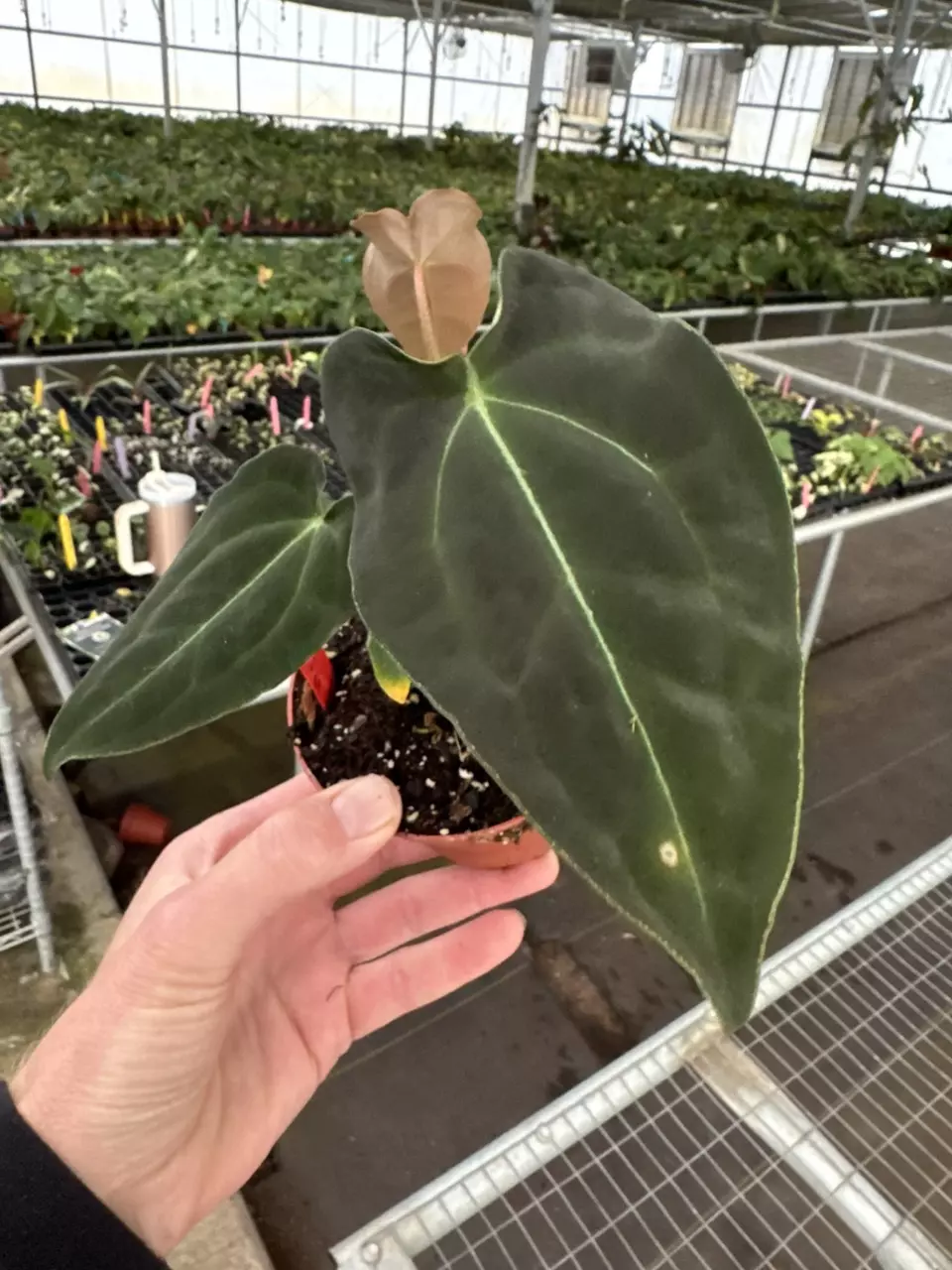 plant/Anthurium Besseae aff x forgetii 4” pot growers choice-0