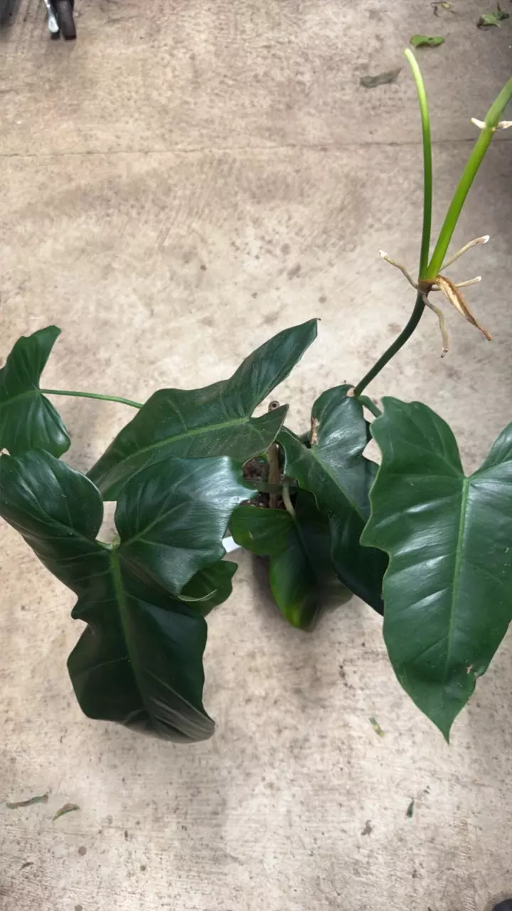 plant/Philodendron Golden Dragon-1