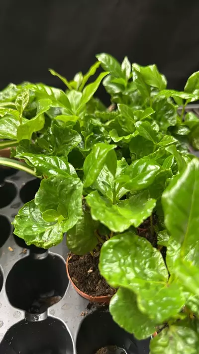 plant/Arabica coffee plant 2”-1-thumbnail