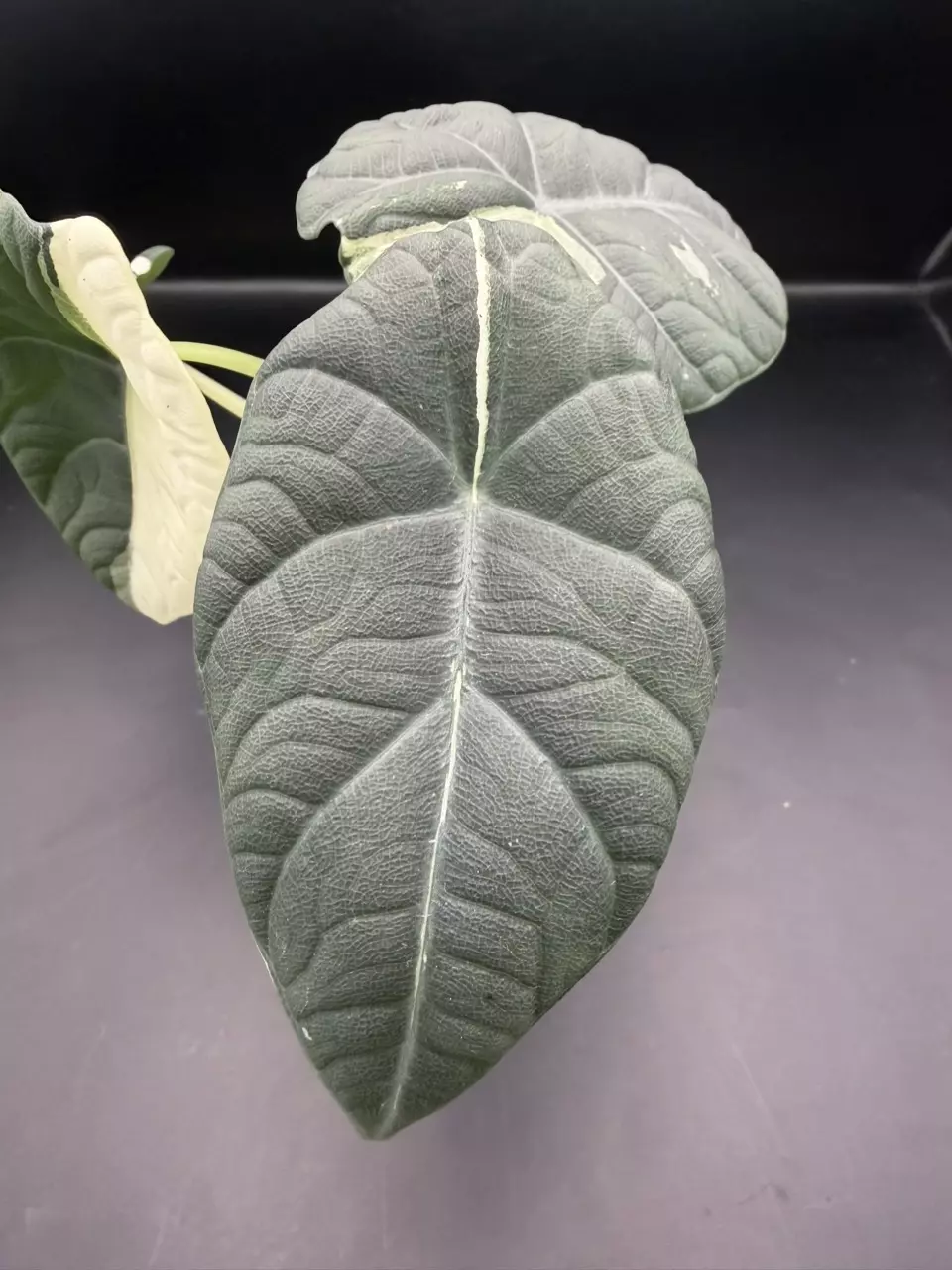 plant/Alocasia Maharani Albo (from Corm)-1