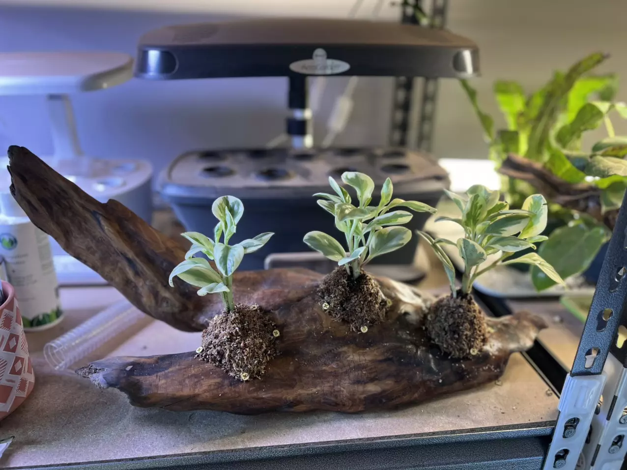 plant/Pepperomia mounted to free standing driftwood-0