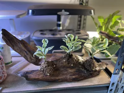 plant/Pepperomia mounted to free standing driftwood-0-thumbnail