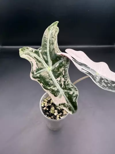 plant/Alocasia Pink Nobilis K pup-1-thumbnail