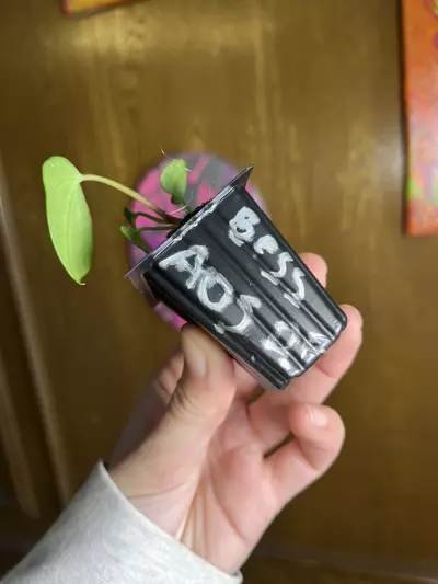 plant/Bess x AOS DF-2-thumbnail