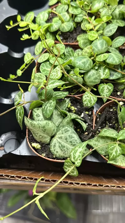 plant/String of arrows 2”-0-thumbnail