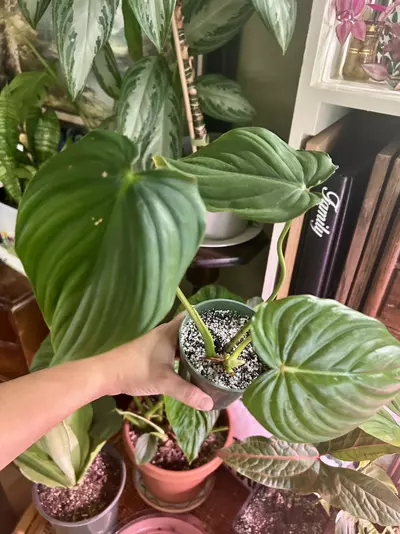 plant/Philodendron peltatum-0-thumbnail