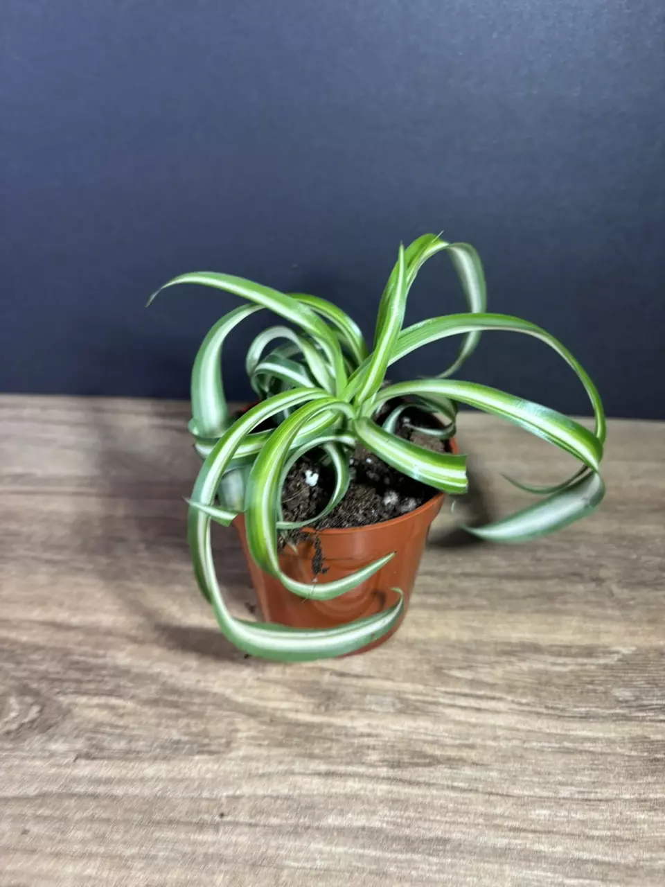 plant/Bonnie Curly Spider Plant 3” - grower’s choice-0