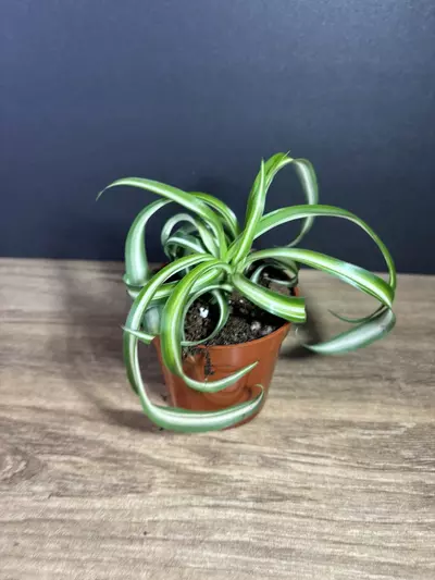 plant/Bonnie Curly Spider Plant 3” - grower’s choice-0-thumbnail