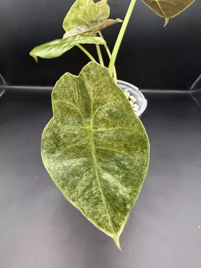 plant/Alocasia Variegated Golden Bone-3-thumbnail