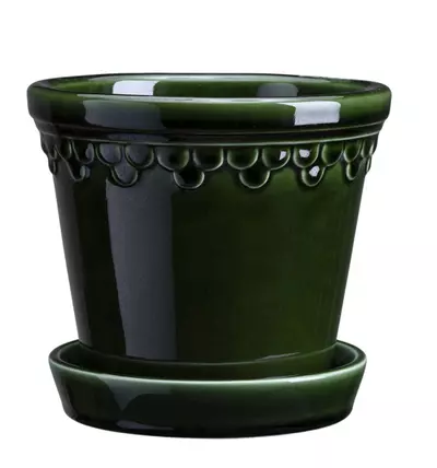 plant/SPECIAL ORDER: Bergs Kobenhavner Emerald Green 3.9” mini pot-0-thumbnail