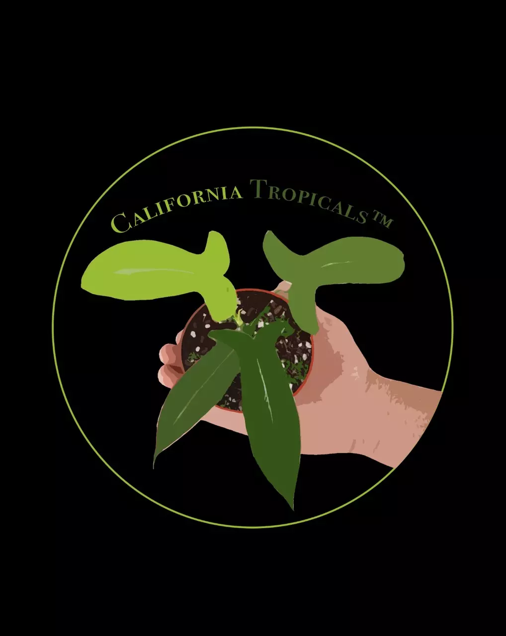 plant/Hindú rope 4” variegated-0