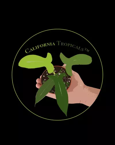 plant/Hindú rope 4” variegated-0-thumbnail