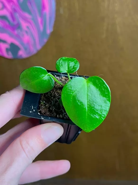 plant/Bess x AOS DF-0