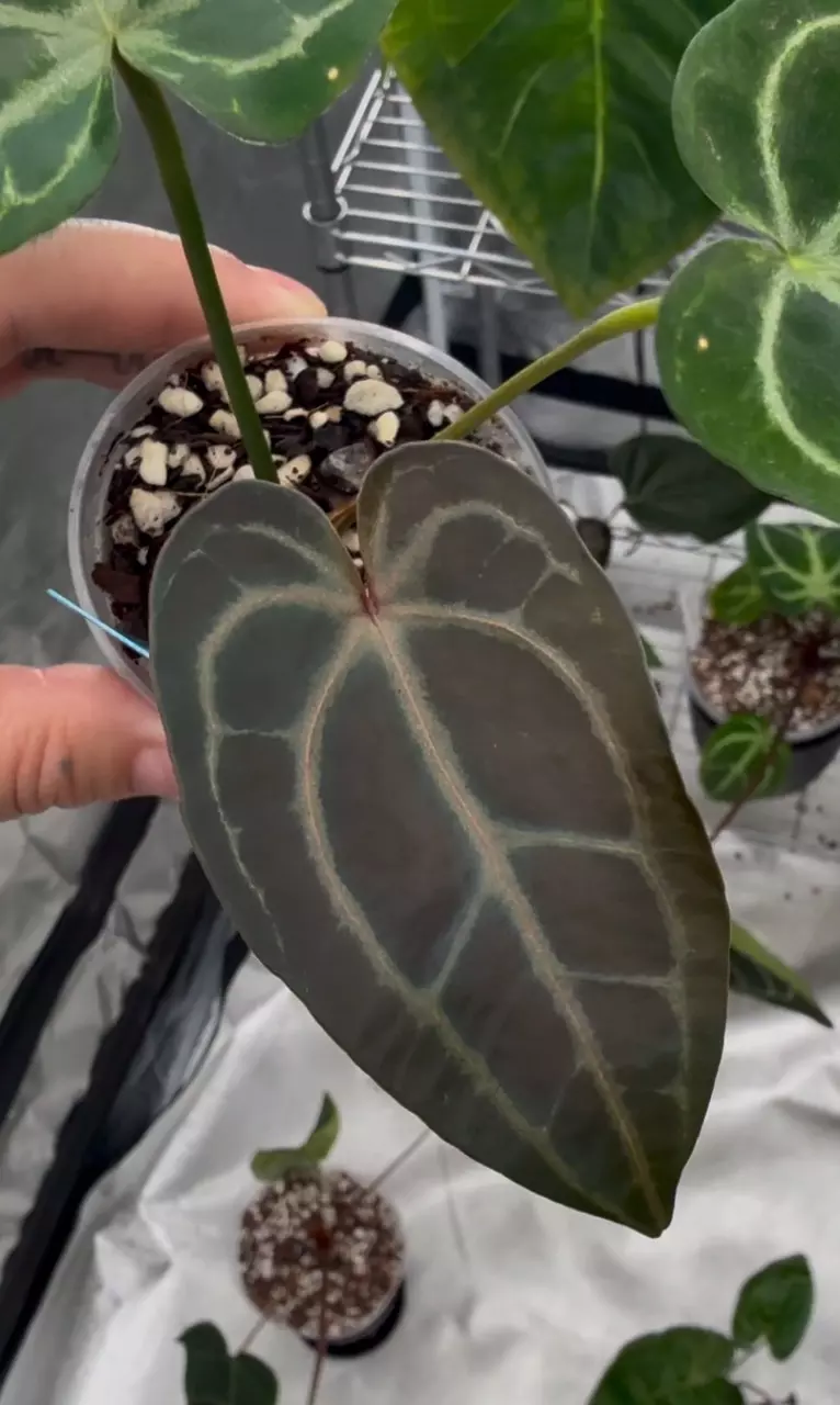 plant/MB’s bundle!-0