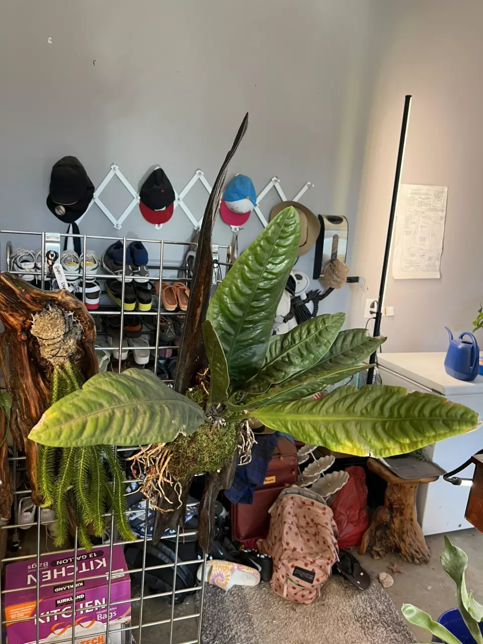 plant/Anthurium Superbum mounted to XL driftwood-0