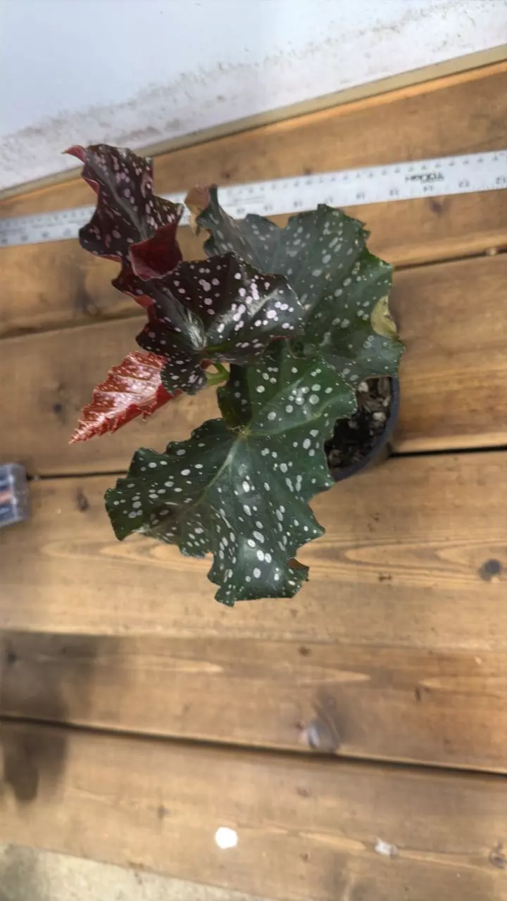 plant/Begonia Cracklin Rosie-1