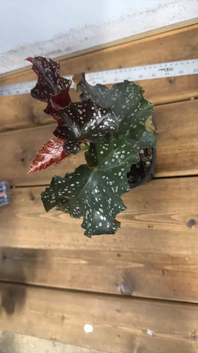 plant/Begonia Cracklin Rosie-1-thumbnail