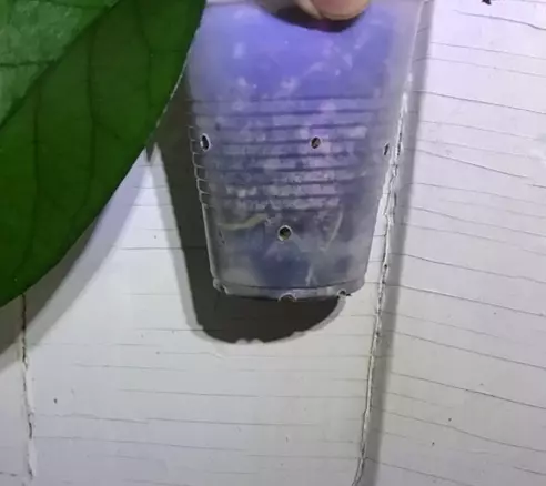 plant/Tam Dao Freshly Rooted Top Cutting-1