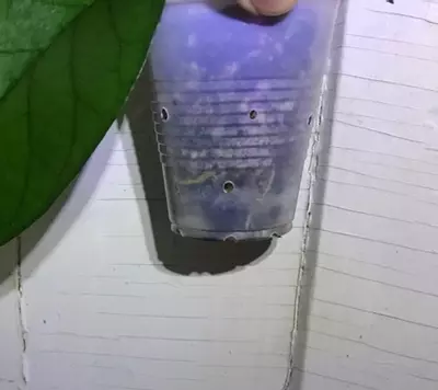 plant/Tam Dao Freshly Rooted Top Cutting-1-thumbnail