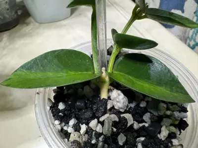 plant/Hoya Cummingiana Inner Variegated-2-thumbnail