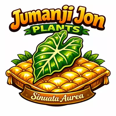 plant/Alocasia Sinuata Aurea TC-0-thumbnail