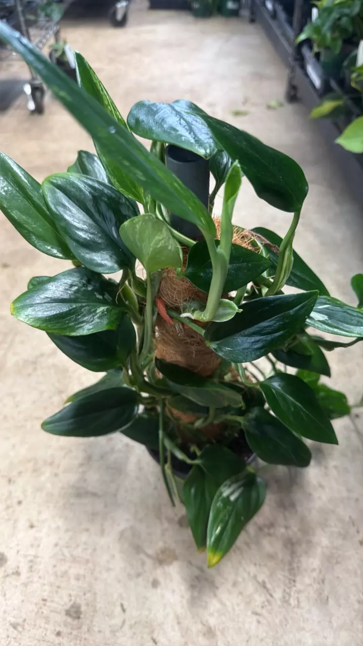 plant/Monstera Standleyana Cobra on Moss Pole-1