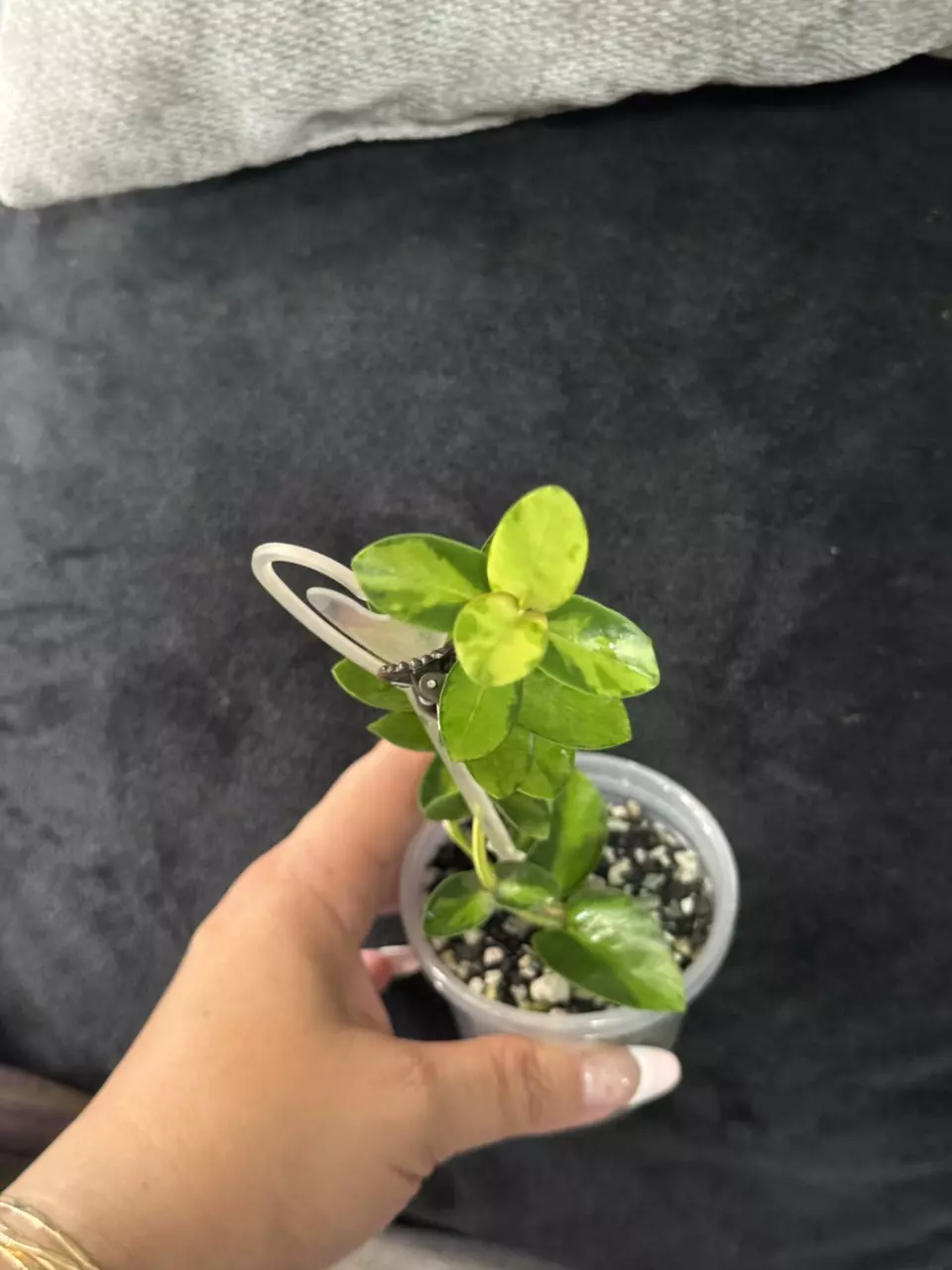 plant/Hoya Cummingiana Inner Variegated-4