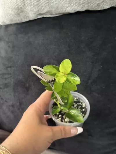 plant/Hoya Cummingiana Inner Variegated-4-thumbnail