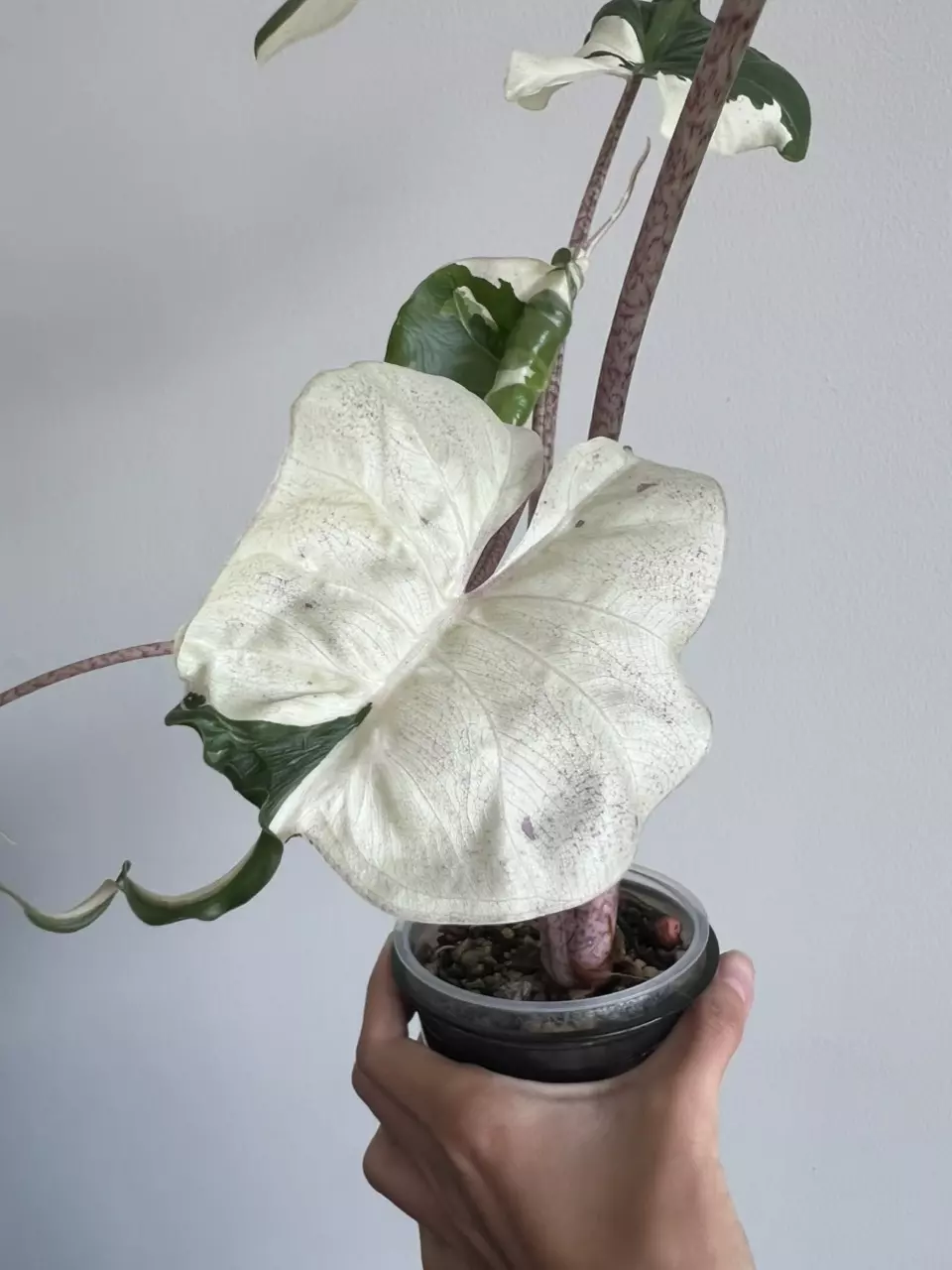 plant/Stingray albo-5