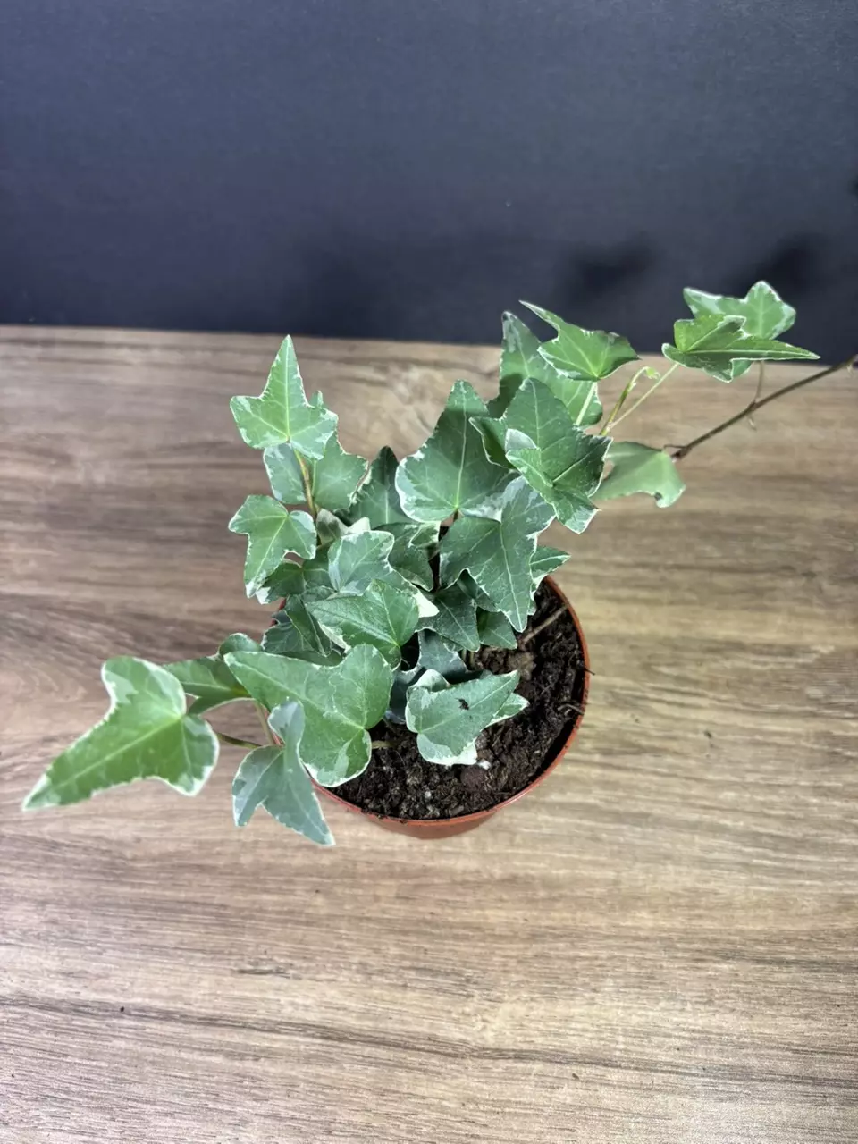 plant/Hedera Helix - English Ivy Variegated 4” - grower’s choice-1