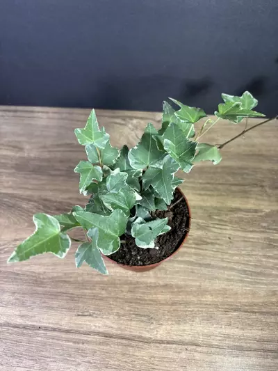 plant/Hedera Helix - English Ivy Variegated 4” - grower’s choice-1-thumbnail