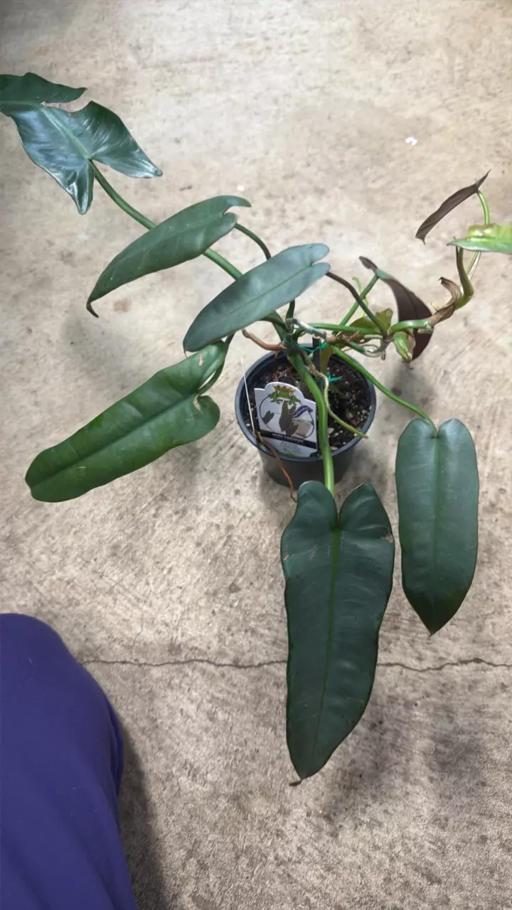 plant/Philodendron Atabopese-1