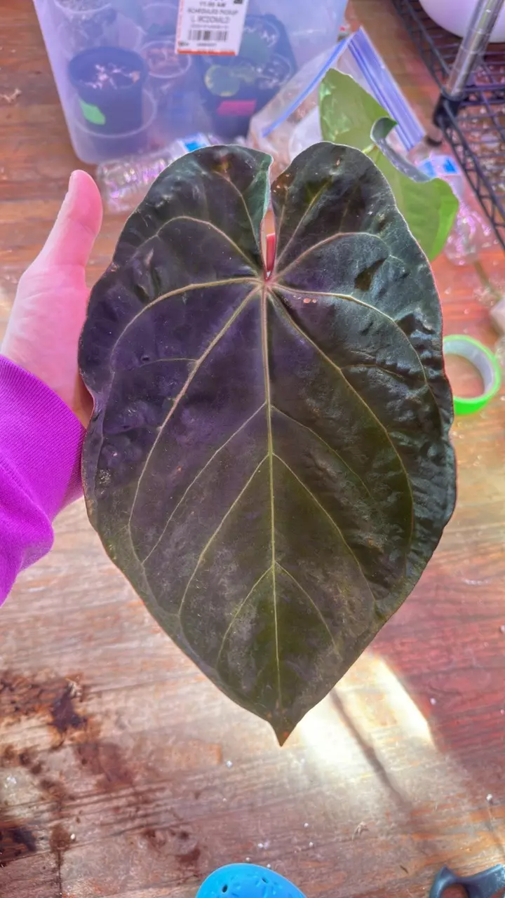 plant/Anthurium Crystal x BVEP shadow bottom cut-1