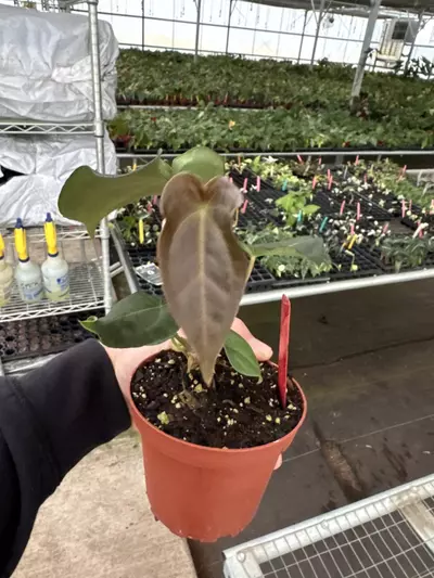 plant/Anthurium Besseae aff x forgetii 4” pot growers choice-5-thumbnail