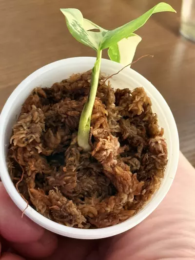 plant/Rhaphidophora Tetrasperma variegated-2-thumbnail