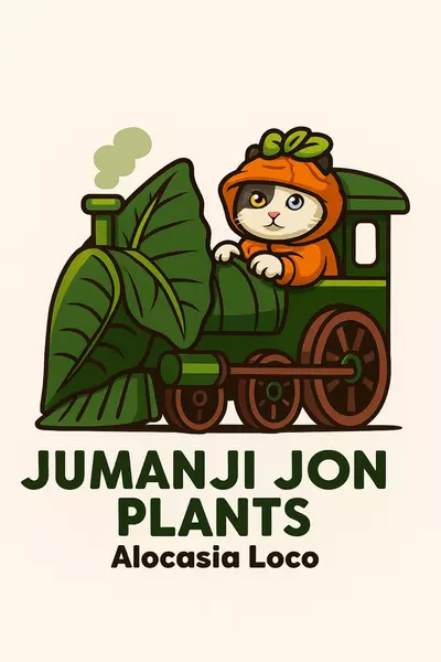 plant/5 Pack Alocasia Loco TC-0-thumbnail