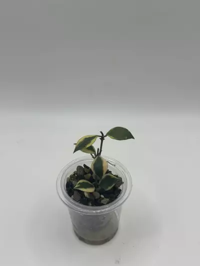 plant/Hoya Baokensis Albomarginata-2-thumbnail