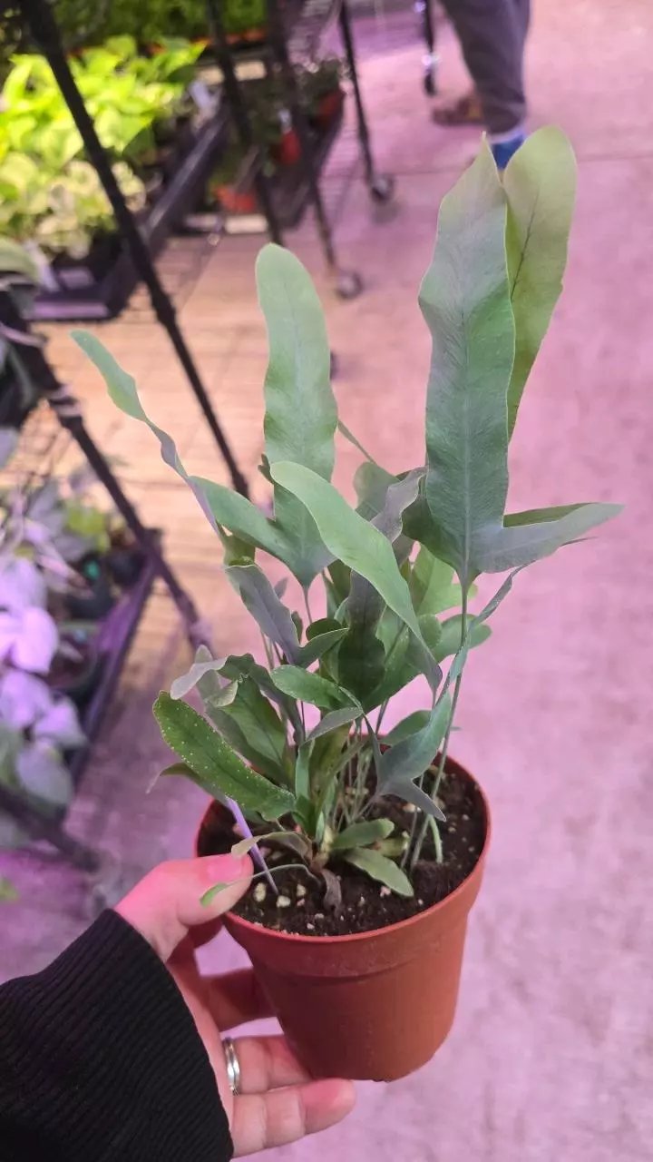 plant/Blue star fern 4in GC-0