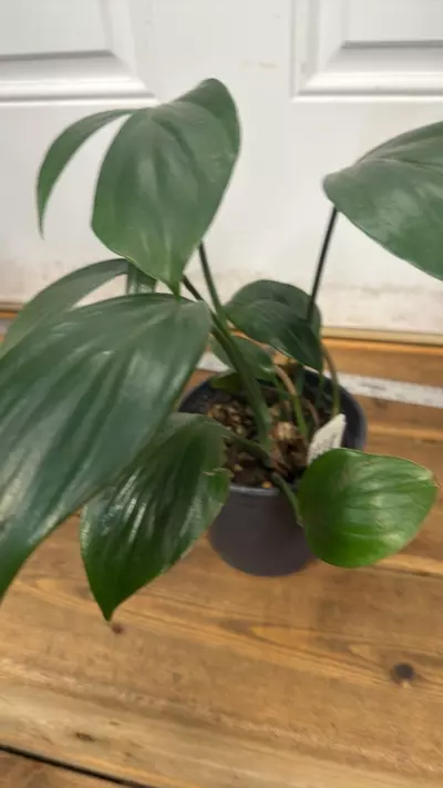 plant/Rhaphidophora  Decursiva-1-thumbnail