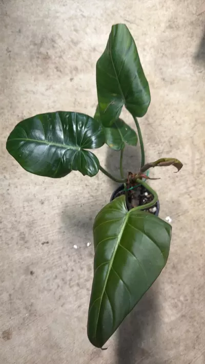plant/Philodendron Summer Glory-0-thumbnail