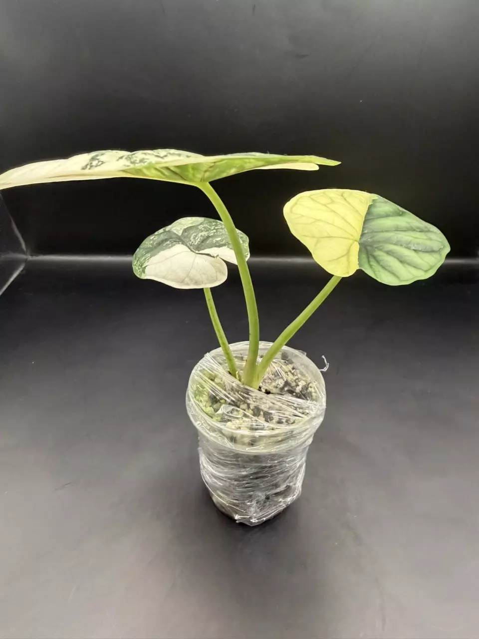 plant/Alocasia Albo Dragon Scale TC-2