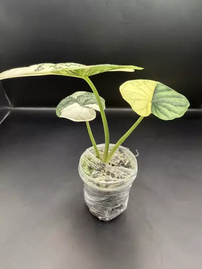 plant/Alocasia Albo Dragon Scale TC-2-thumbnail