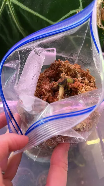 plant/Anthurium RLFS  bottom cut 2 growth points activated-4-thumbnail