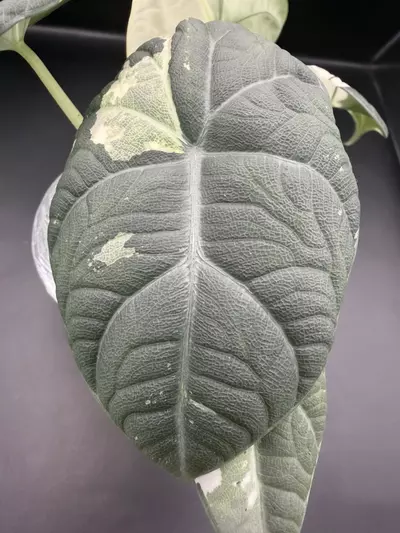plant/Alocasia Maharani Albo (from Corm)-2-thumbnail