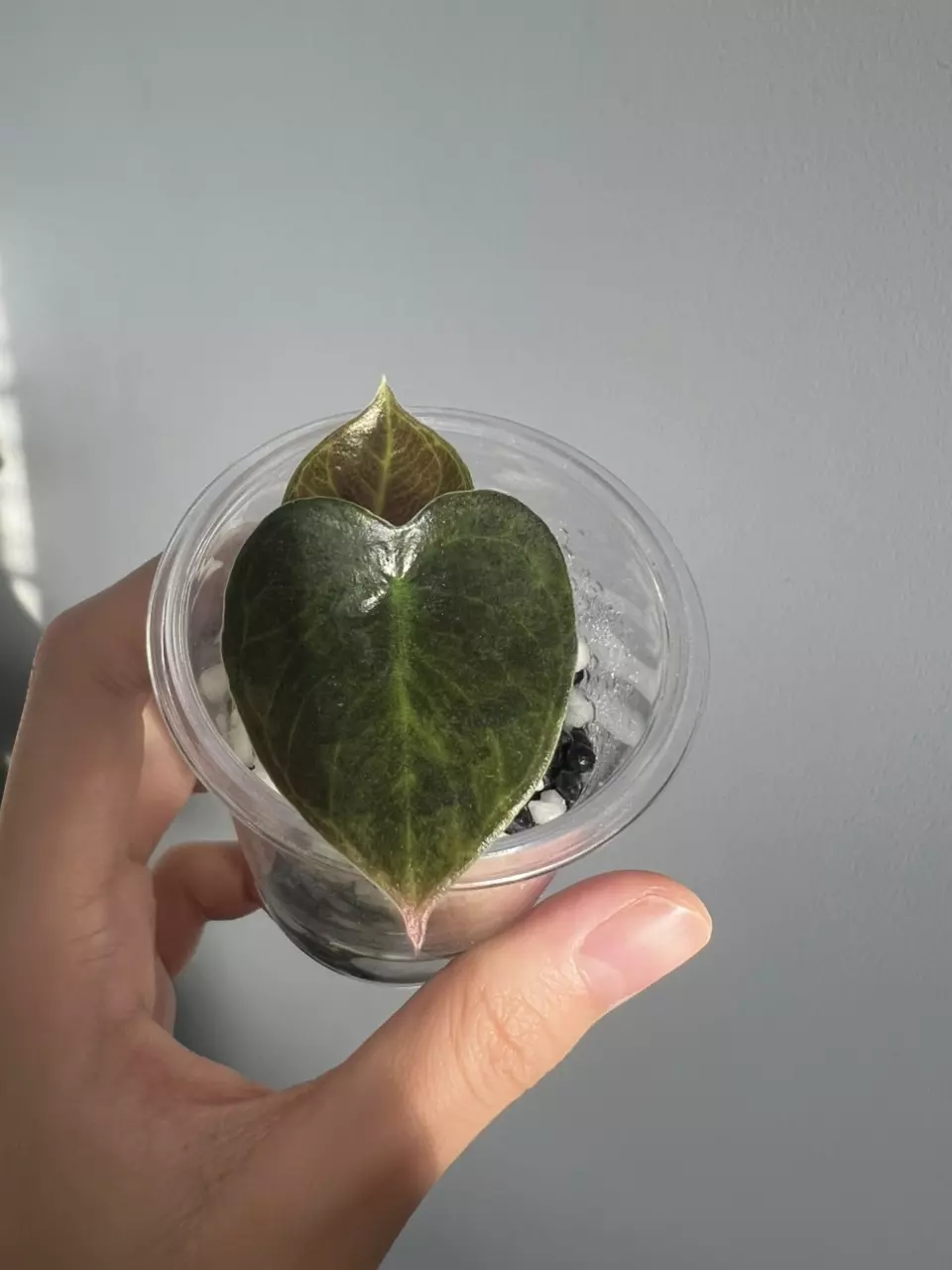 plant/Aurea sedenii-0